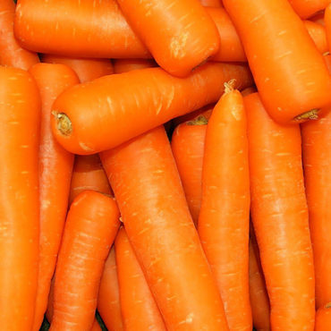 Carrot