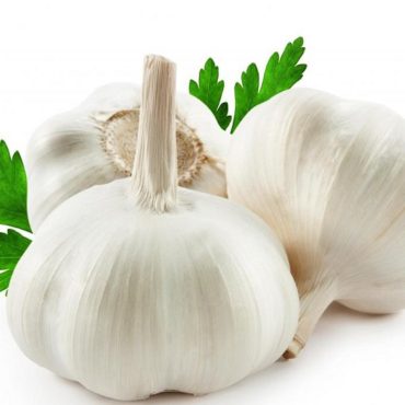 Garlic